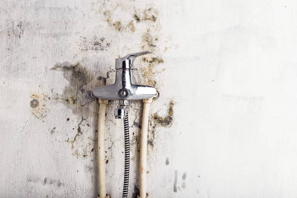 Mold Testing and Removal in Pilot Rock, OR