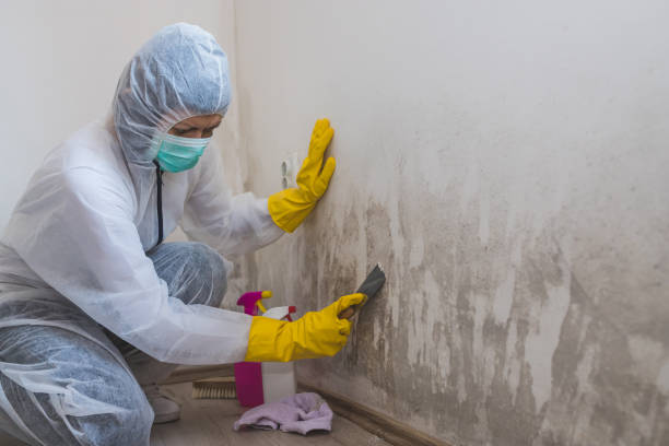 Best Attic Mold Removal  in Pilot Rock, OR