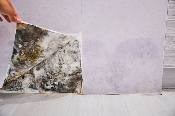 Best Residential Mold Removal  in Pilot Rock, OR